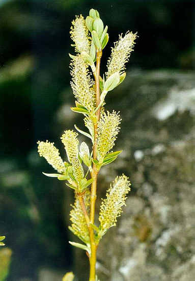 Salix Bestand main